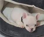 Small #4 French Bulldog