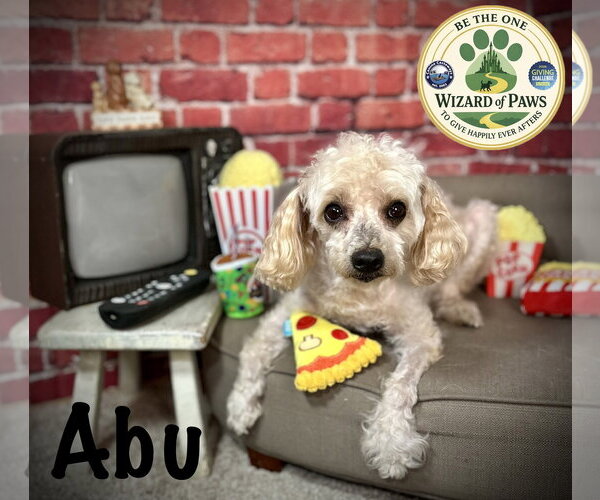 Medium Photo #2 Poodle (Miniature) Puppy For Sale in Arcadia, FL, USA