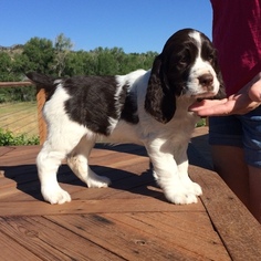 English Springer Spaniel Puppy for sale in LOVELAND, CO, USA
