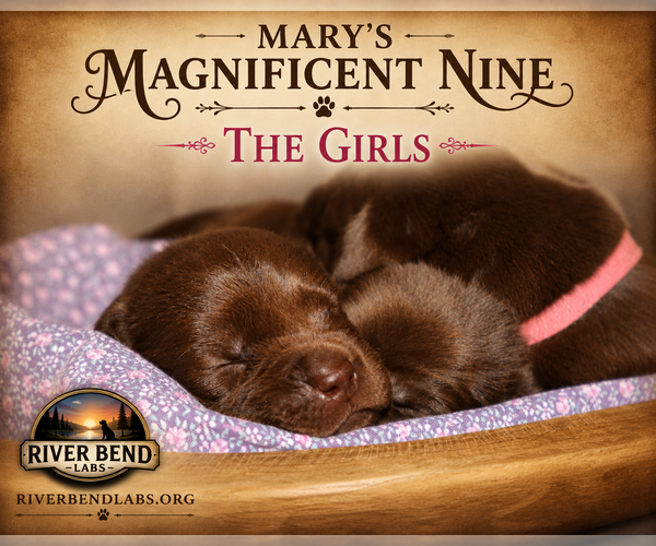 Medium Photo #8 Labrador Retriever Puppy For Sale in WHITNEY, TX, USA