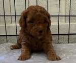 Puppy Pumpkin Poodle (Toy)