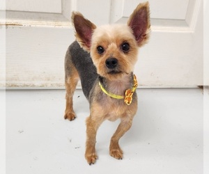 Yorkshire Terrier Dogs for adoption in HOUSTON, TX, USA