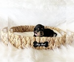 Small #6 Dachshund