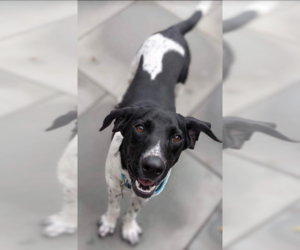 Beagle-Unknown Mix Dogs for adoption in Cranston, RI, USA