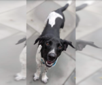 Small Photo #1 Beagle-Unknown Mix Puppy For Sale in Cranston, RI, USA