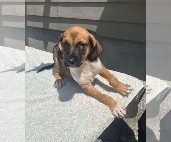 Medium Photo #12 Mutt Puppy For Sale in Germantown, OH, USA