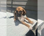 Small #11 Mutt