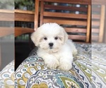 Miles - Male Mal-Shi Puppy for Sale - Photo #4