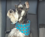 Small Photo #1 Schnauzer (Miniature) Puppy For Sale in PLATTE CITY, MO, USA