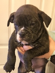 Olde English Bulldogge Puppy for sale in JUDSONIA, AR, USA