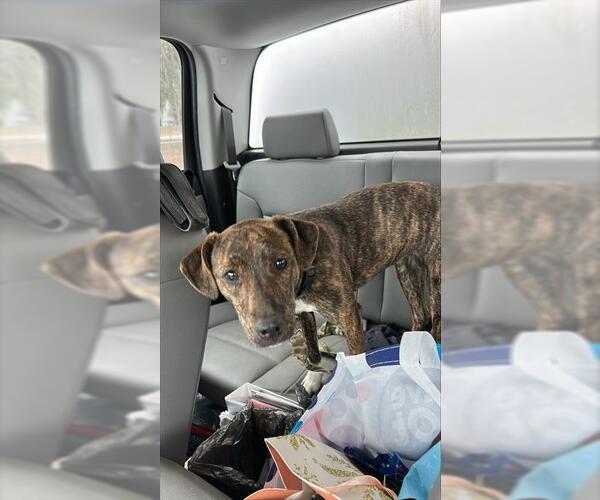 Medium Photo #1 American Pit Bull Terrier-Unknown Mix Puppy For Sale in Ocala, FL, USA