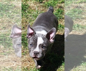 American Bully Puppy for Sale in OLYMPIA, Washington USA
