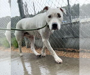 Staffordshire Bull Terrier-Unknown Mix Dogs for adoption in Virginia Beach, VA, USA