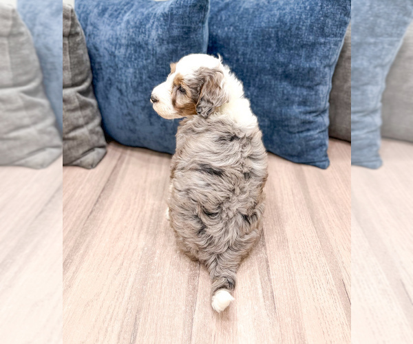Medium Photo #14 Sheepadoodle Puppy For Sale in MILLERSBURG, OH, USA