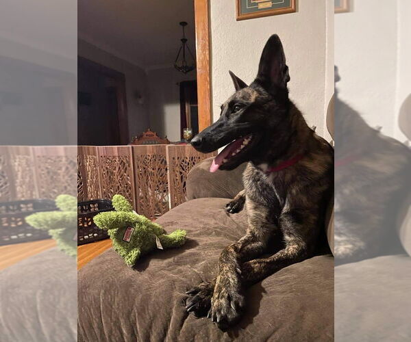 Medium Photo #2 Dutch Shepherd -Unknown Mix Puppy For Sale in Imlay City, MI, USA