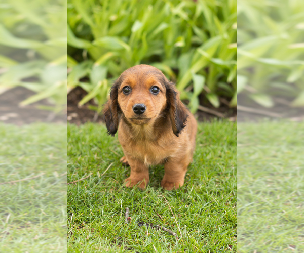 Medium Photo #5 Dachshund Puppy For Sale in WAKARUSA, IN, USA
