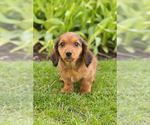 Small #4 Dachshund