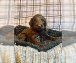 Small Photo #7 Cock-A-Poo-Labradoodle Mix Puppy For Sale in MILWAUKEE, WI, USA