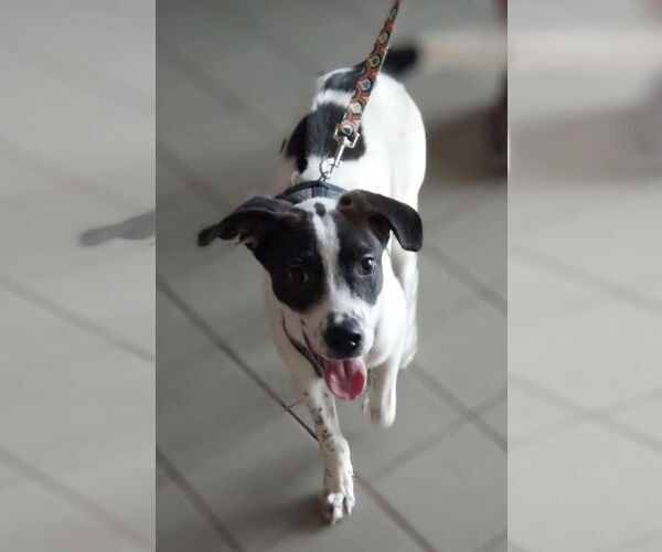 Medium Photo #3 Rhodesian Ridgeback Puppy For Sale in FRAMINGHAM, MA, USA