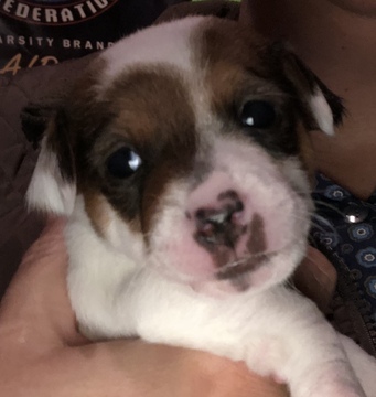 Medium Photo #1 Jack Russell Terrier Puppy For Sale in ONEIDA, WI, USA