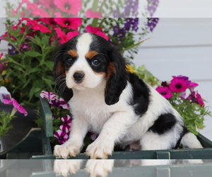 Cavalier King Charles Spaniel Puppy for sale in SHILOH, OH, USA