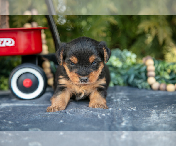 Medium Photo #21 Yorkshire Terrier Puppy For Sale in KIRKWOOD, PA, USA
