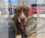 Small #2 American Staffordshire Terrier-Labrador Retriever Mix