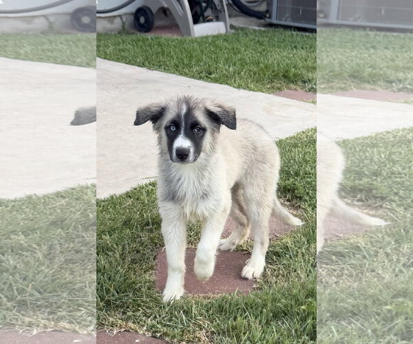 Medium Photo #2 Siberian Husky Puppy For Sale in Carrollton, TX, USA
