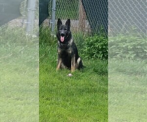 Father of the German Shepherd Dog puppies born on 05/16/2026