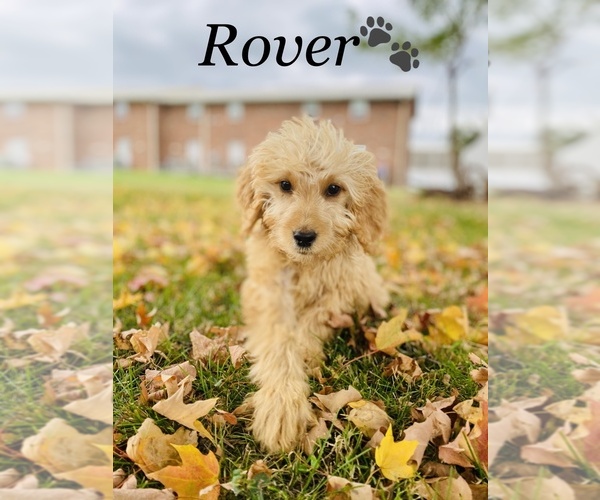 Medium Photo #13 Goldendoodle Puppy For Sale in COOKEVILLE, TN, USA