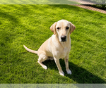 Small #3 Labrador Retriever
