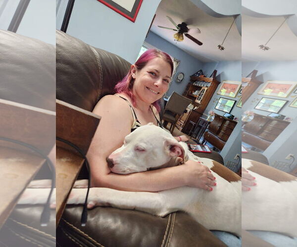 Medium Photo #19 American Pit Bull Terrier-Unknown Mix Puppy For Sale in Germantown, OH, USA