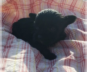 Shorkie Tzu Puppy for sale in WALSH, IL, USA