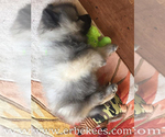 Small Photo #6 Keeshond Puppy For Sale in FAYETTEVILLE, TN, USA