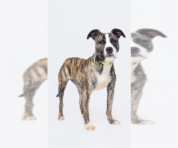 Medium Photo #1 Mutt Puppy For Sale in Forestville, MD, USA