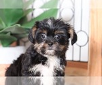 Small Photo #2 Shorkie Tzu Puppy For Sale in NAPLES, FL, USA