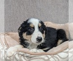 Small Photo #2 Australian Shepherd Puppy For Sale in ARCOLA, IL, USA