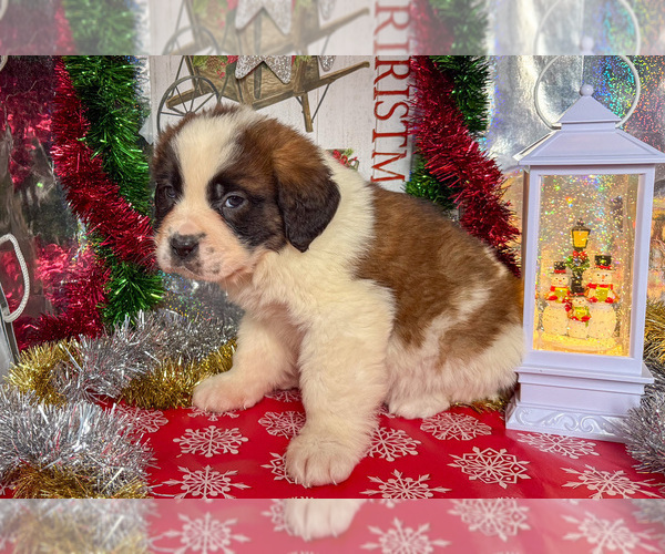 Medium Photo #9 Saint Bernard Puppy For Sale in ORWELL, OH, USA