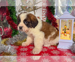 Small Photo #9 Saint Bernard Puppy For Sale in ORWELL, OH, USA