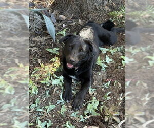 Labrador Retriever-Unknown Mix Dogs for adoption in San Diego, CA, USA