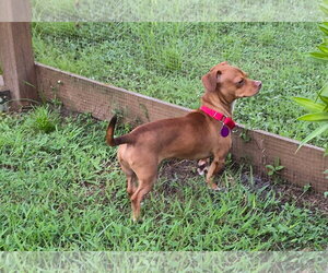 Mr. Magoo * - Male Chiweenie Dog for Adoption - Photo #2