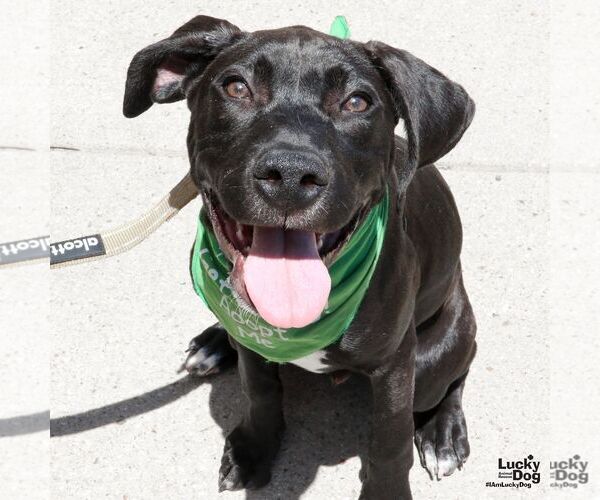 Medium Photo #15 Labrador Retriever-Unknown Mix Puppy For Sale in Washington, DC, USA