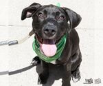 Small #14 Labrador Retriever Mix