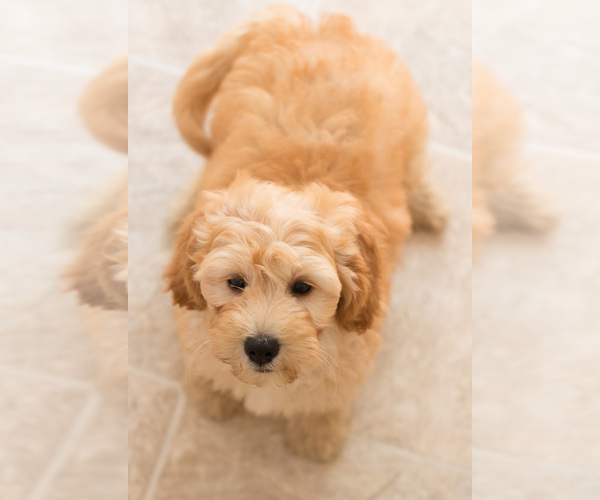 Medium Photo #2 Goldendoodle Puppy For Sale in BAY VIEW, WI, USA