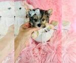 Small #4 Yorkshire Terrier