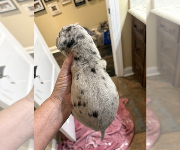 Medium Photo #14 Great Dane Puppy For Sale in CLANTON, AL, USA