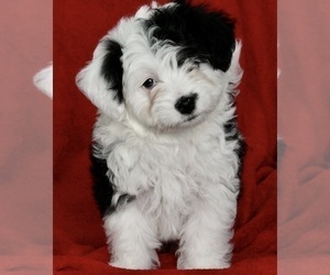 Aussie-Poo Puppy for sale in FREDERICKSBURG, OH, USA