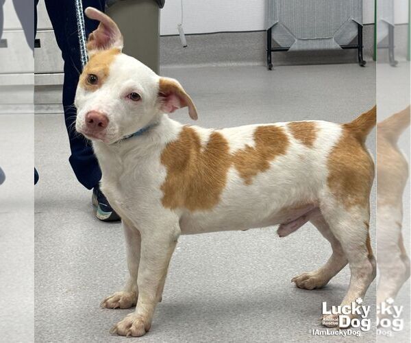 Medium Photo #2 Doxle Puppy For Sale in Washington, DC, USA