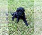 Small Photo #15 Aussiedoodle-Labradoodle Mix Puppy For Sale in BRYANTOWN, MD, USA