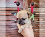Small Photo #2 Chihuahua Puppy For Sale in SOUTH WEST CITY, MO, USA